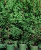 6X Leylandii Conifer Hedging Green Conifer Trees Plants 2 Lt Pots 70-90 CM Tall — alternate product view 2