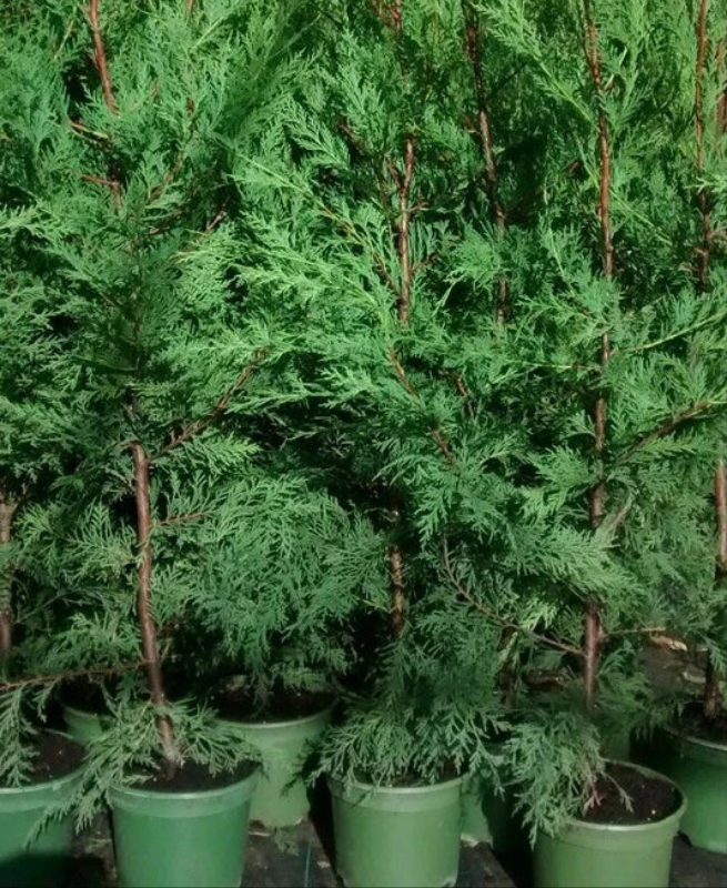 6X Leylandii Conifer Hedging Green Conifer Trees Plants 2 Lt Pots 70-90 CM Tall — alternate product view 2