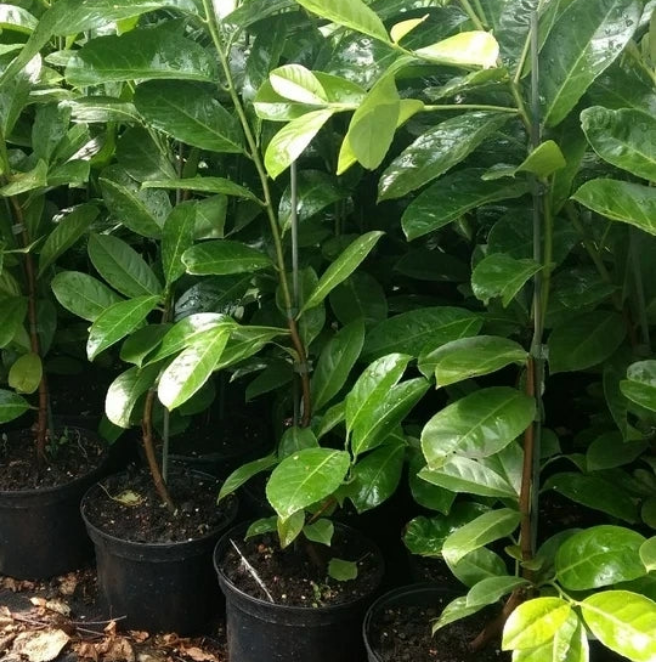 20 Cherry Laurel Hedging Plants 30-50cm Tall Potted — alternate product view 2
