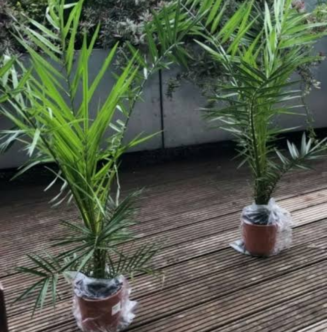 Pair of Hardy Phoenix Palm Canariensis Exotic Trees 60-80cm Tall in a 14cm Pot — alternate product view 6