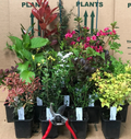 5X Mixed Established Garden Shrubs - High Quality Potted Hardy Garden Plants — main product view