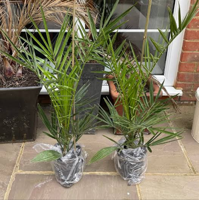 Pair of Hardy Phoenix Palm Canariensis Exotic Trees 60-80cm Tall in a 14cm Pot — alternate product view 5
