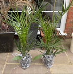 Pair of Hardy Phoenix Palm Canariensis Exotic Trees 60-80cm Tall in a 14cm Pot — alternate product view 5