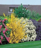 10X Mixed Established Garden Shrubs - High Quality Potted Plants Not Plug Plants — alternate product view 2