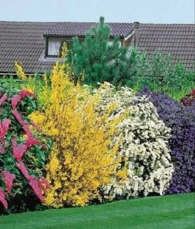 10X Mixed Established Garden Shrubs - High Quality Potted Plants Not Plug Plants — alternate product view 2