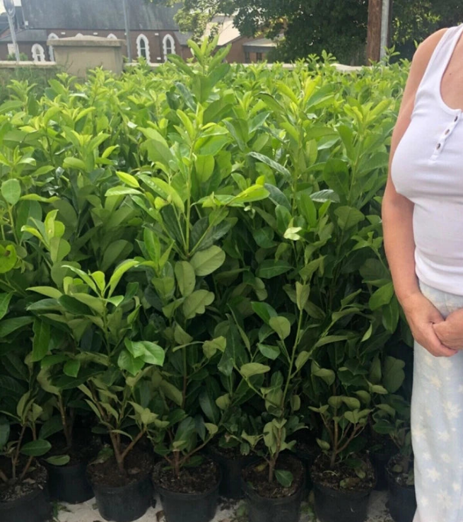 10x 6-7ft INSTANT Hedge Cherry Laurel Healthy Established Evergreen — alternate product view 3