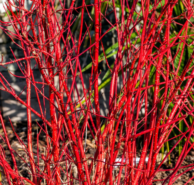 10 Red Dogwood 2-3ft Hedging Plants, Beautiful Red Bark Cornus Alba Sibirica — main product view