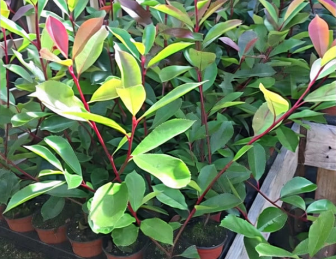 5 Red Robin Hedging Photinia Evergreen Plants Fast Growing 25-40cm Potted — alternate product view 3