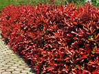 5 Red Robin Hedging Photinia Evergreen Plants Fast Growing 25-40cm Potted — alternate product view 2