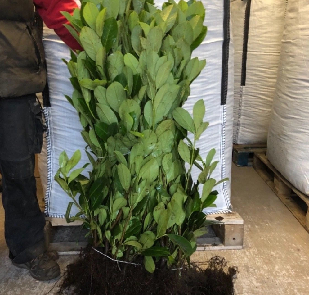 60 Cherry Laurel Hedging 2-3ft Evergreen Plants Bare Root Multi Stem A+ Grade — main product view