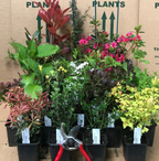 5 x Mixed Established Garden Shrubs In 9cm Pots — main product view