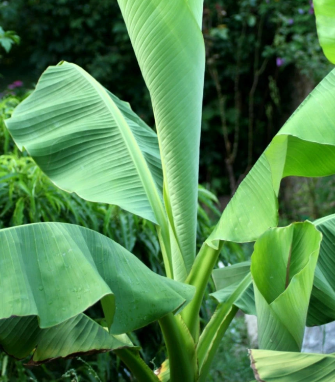 Banana Tree - one of the only hardy Edible banana fruits! Allotments etc! — main product view