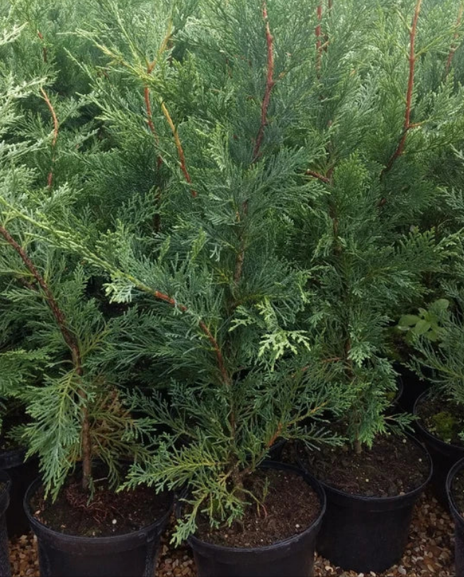 6X Leylandii Conifer Hedging Green Conifer Trees Plants 2 Lt Pots 70-90 CM Tall — main product view