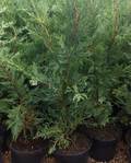6X Leylandii Conifer Hedging Green Conifer Trees Plants 2 Lt Pots 70-90 CM Tall — main product view