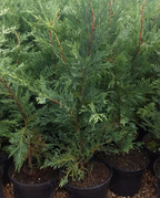 6X Leylandii Conifer Hedging Green Conifer Trees Plants 2 Lt Pots 70-90 CM Tall — main product view