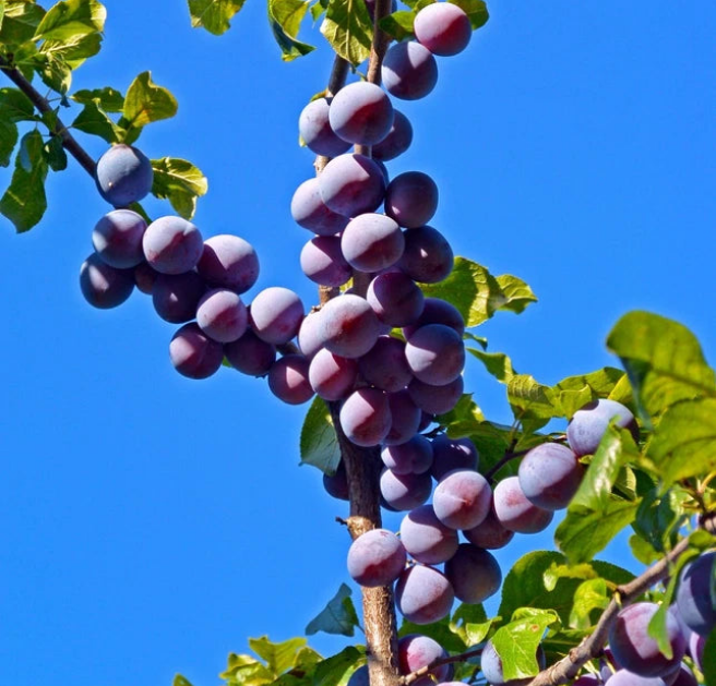 Czar Plum Tree 4-5ft Self Fertile,Ready to Fruit,Good For Cooking or Eating — alternate product view 2