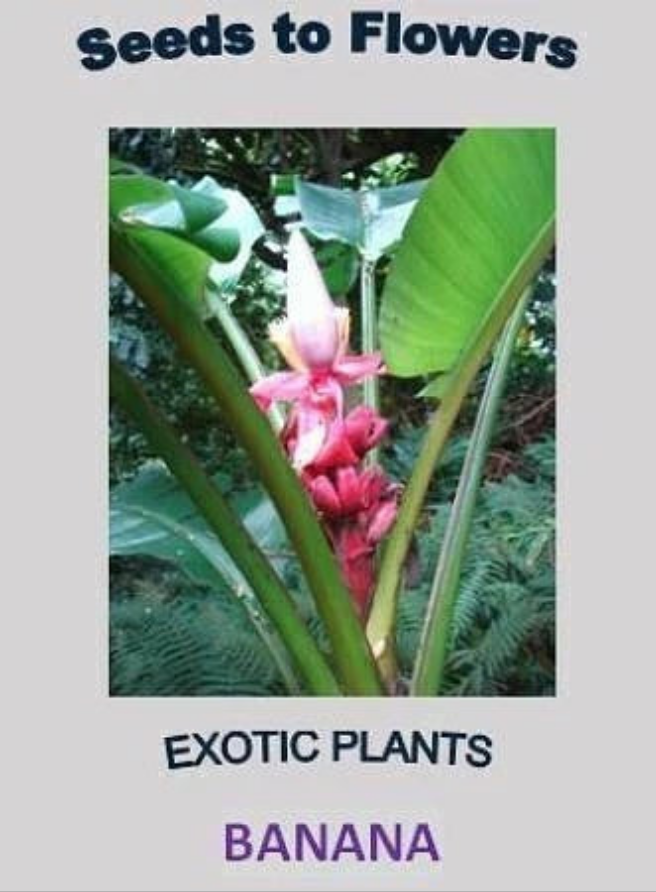 Banana Musa velutina 20 seeds — alternate product view 2