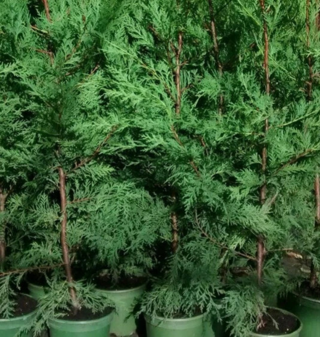 Green Leylandii Hedging Plants – 3–4 ft, 3 L Pots — alternate product view 3