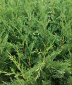 6X Leylandii Conifer Hedging Green Conifer Trees Plants 2 Lt Pots 70-90 CM Tall — alternate product view 3