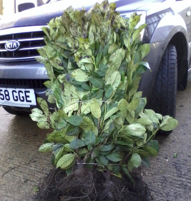 Laurel Garden Evergreen hedge plants bare root hedging — main product view