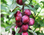 Big Juicy Victoria Plum Tree, 4-5ft Tall, Sweet Juicy and Tasty, Ready to Fruit — alternate product view 2