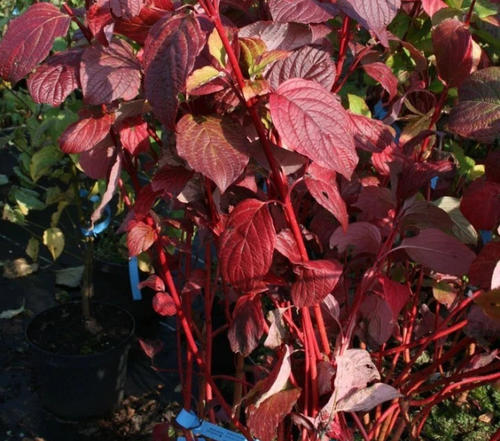 10 Red Dogwood 2-3ft Hedging Plants, Beautiful Red Bark Cornus Alba Sibirica — alternate product view 2