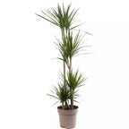 Dragon Tree Large Indoor House Plant Real Evergreen Tall Exotic Big Rare Plants — on a clean white background