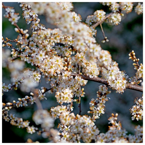 25 Blackthorn Hedging 2-3ft, Prunus Spinosa,Native Flowering Sloe Berry Hedge — main product view