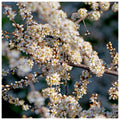 25 Blackthorn Hedging 2-3ft, Prunus Spinosa,Native Flowering Sloe Berry Hedge — main product view
