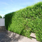 2000 X Thuja Plicata 'atrovirens' Red Cedar Evergreen Hardy Hedging Plant In Pot — alternate product view 4