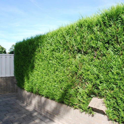 2000 X Thuja Plicata 'atrovirens' Red Cedar Evergreen Hardy Hedging Plant In Pot — alternate product view 4