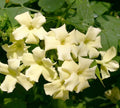 Jasmine Jasminum Climber Plant Clotted Cream 9CM Pot — main product view
