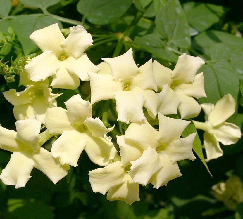 Jasmine Jasminum Climber Plant Clotted Cream 9CM Pot — main product view