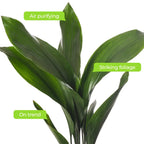 Cast Iron Plant Aspidistra Elatior Indoor House Plants Evergreen Tall Exotic — alternate product view 7