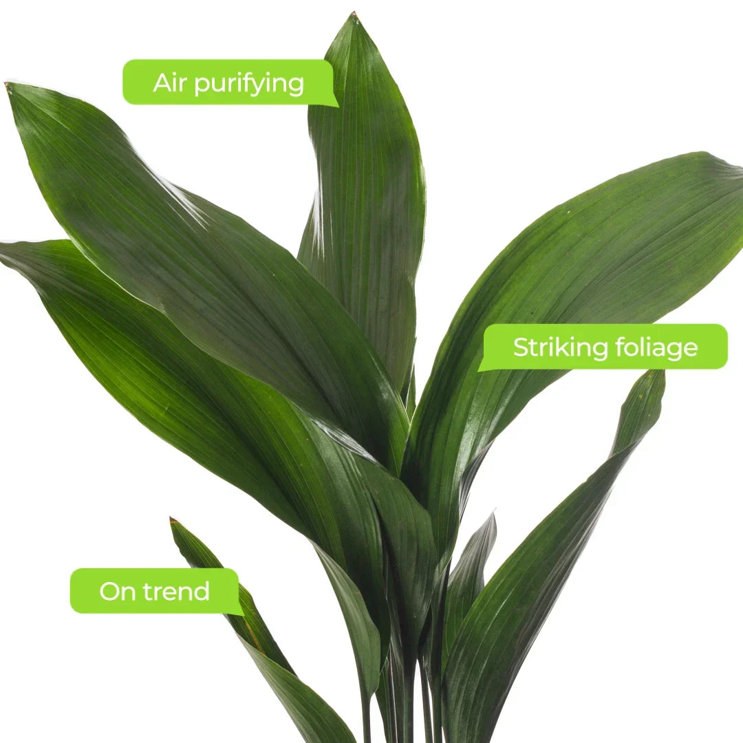 Cast Iron Plant Aspidistra Elatior Indoor House Plants Evergreen Tall Exotic — alternate product view 7