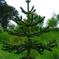 Araucaria Araucana Monkey Puzzle Tree Outdoor Garden Strong Healthy Plant in Pot — main product view