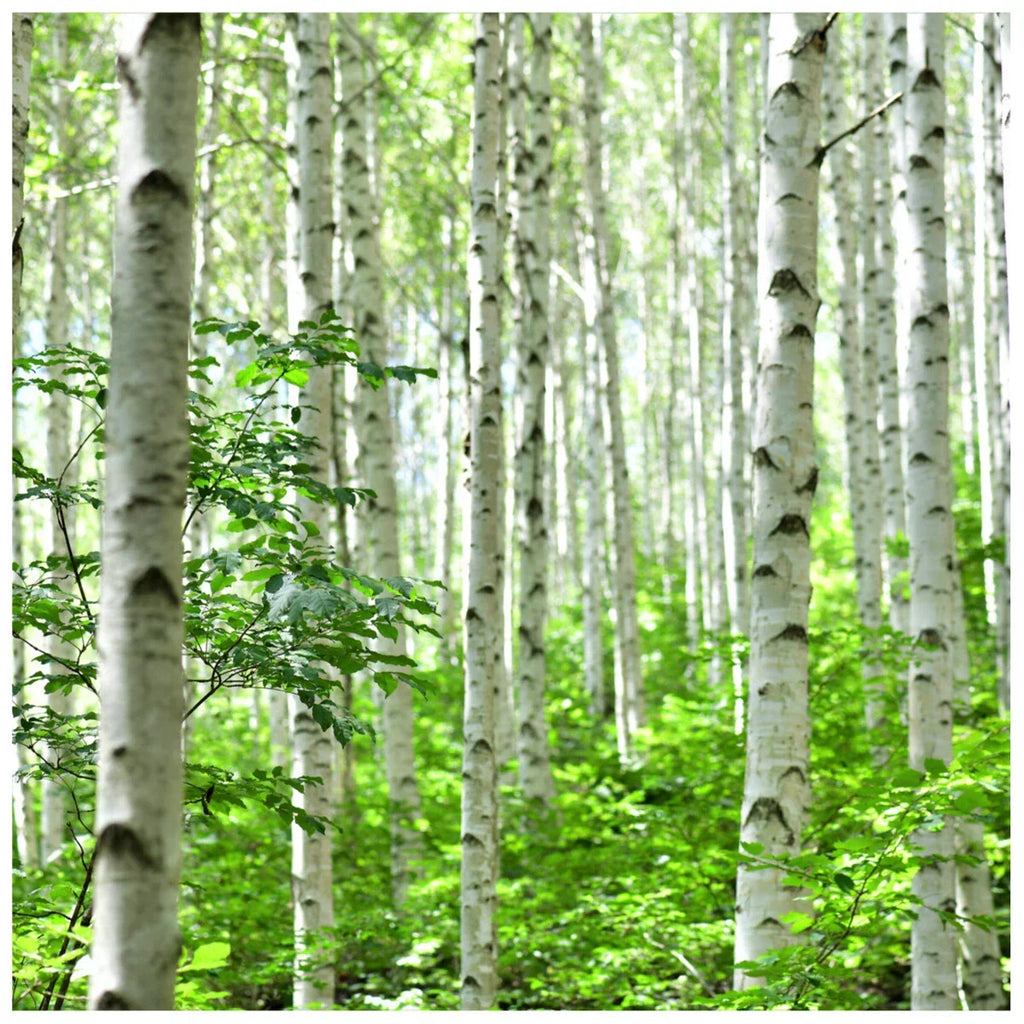 10 Silver Birch Native Trees 3-4ft Hedges Betula Pendula, 2 Yr Old & Feathered — alternate product view 3