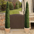 Single 90-120cm Italian Cypress Trees Ornamental Evergreen Shrubs, 20cm pot — main product view