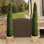 Single 90-120cm Italian Cypress Trees Ornamental Evergreen Shrubs, 20cm pot — main product view