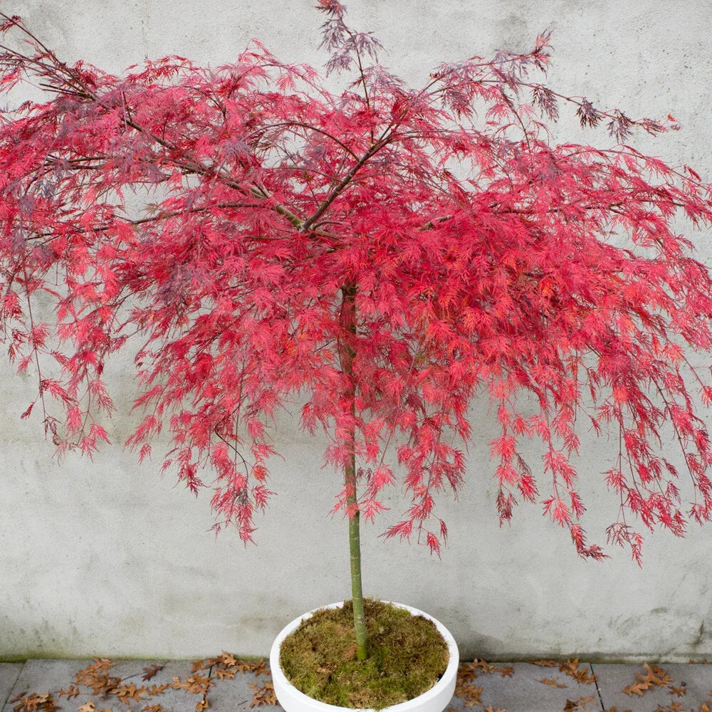 Acer palmatum dissectum 'Emerald Lace' — Japanese Maple Deciduous Tree In Pot — alternate product view 2