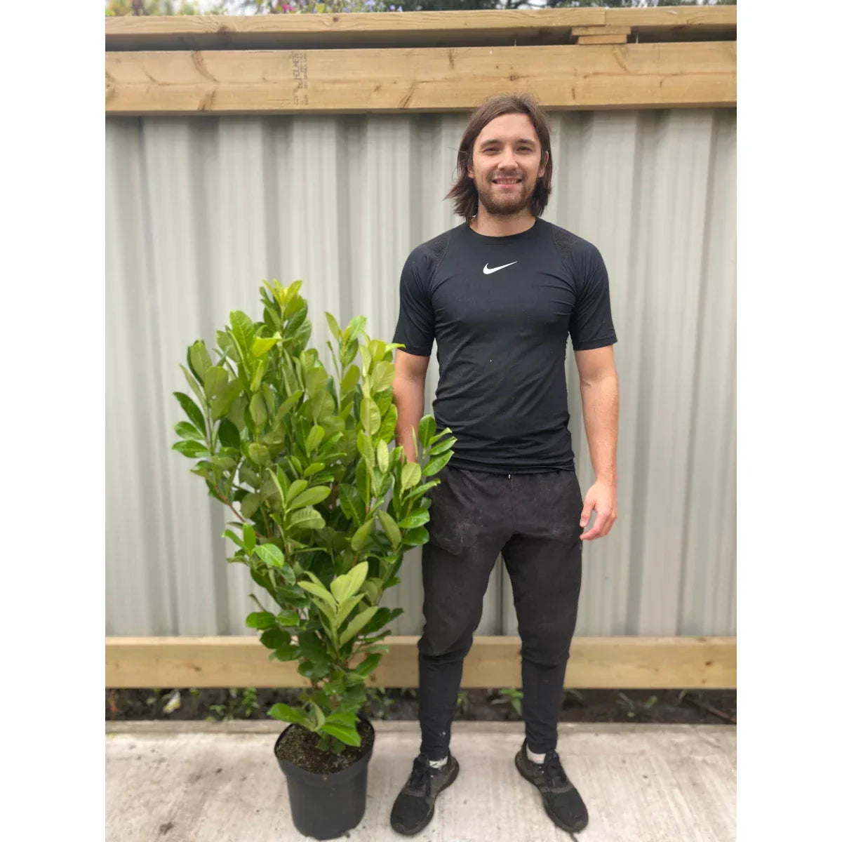 4-5ft Potted Cherry Laurel Hedging (120-150cm) 10 plants — alternate product view 2