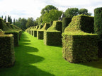 1-2ft Hornbeam native semi evergreen hedge plants bare root hedging good for damp soil — alternate product view 4