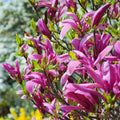 Pair Of Magnolia Betty Deciduous Hardy Garden Shrub Fuchsia Pink Flowers in 9cm Pot — main product view
