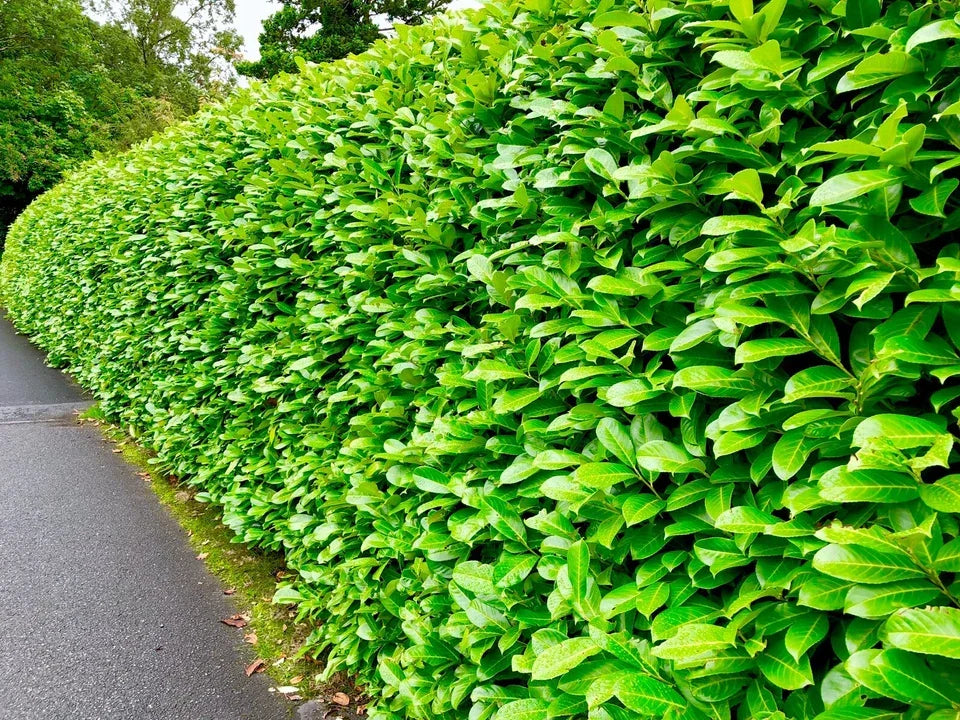 2-3ft Cherry Laurel Hedging 60-90cm Evergreen Laurels for hedging 2l potted — alternate product view 6