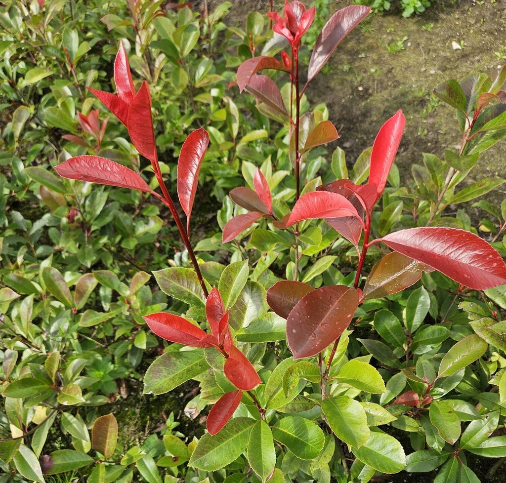 Photinia Red Robin Evergreen hedge plants hardy bare root hedging — alternate product view 4