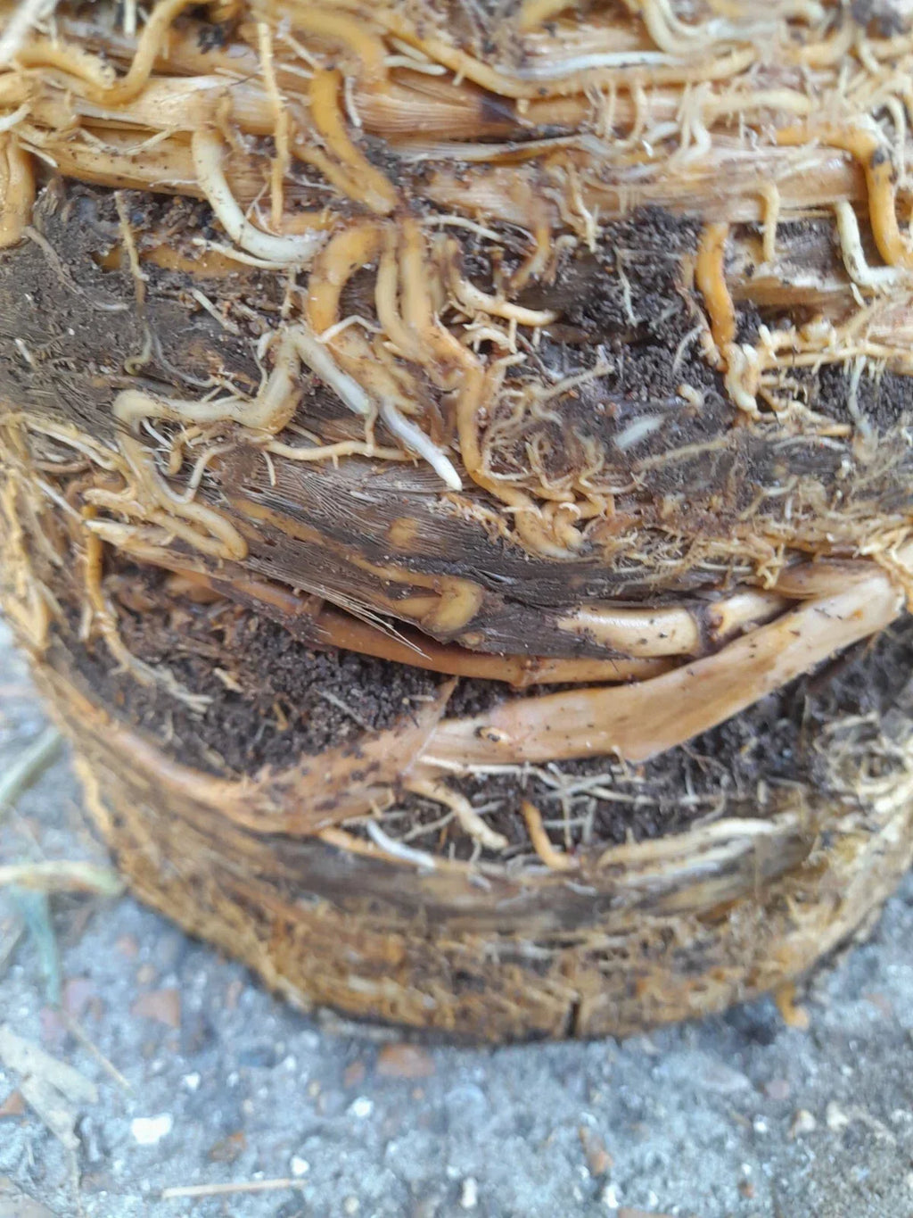 Phyllostachys bissetii bamboo clump screening JUMBO LIVE ROOT BALL approx 5-6ft — alternate product view 4