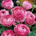 20 Ranunculus Asiaticus PINK Summer Flowering Bulbs Persian Buttercup Corms — main product view