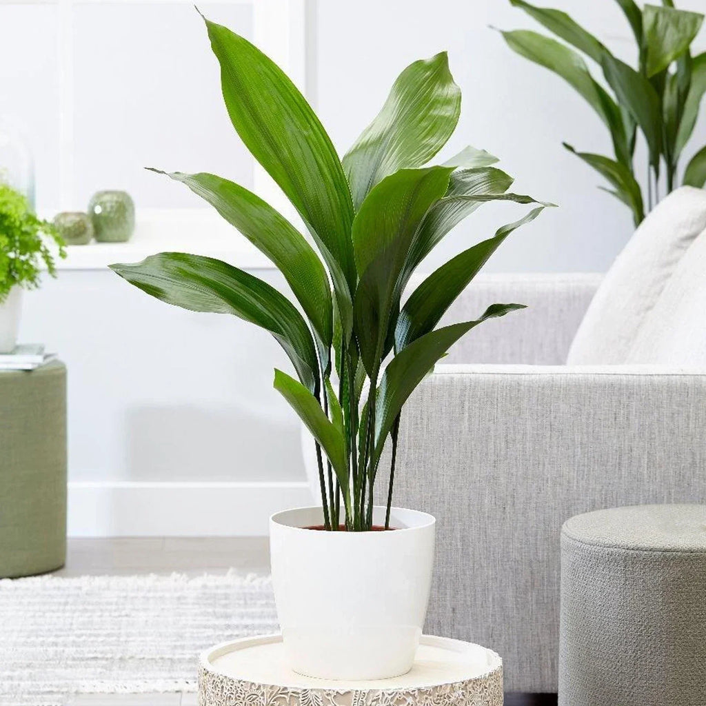 Cast Iron Plant Aspidistra Elatior Indoor House Plants Evergreen Tall Exotic — alternate product view 2