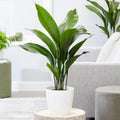 Cast Iron Plant Aspidistra Elatior Indoor House Plants Evergreen Tall Exotic — alternate product view 2
