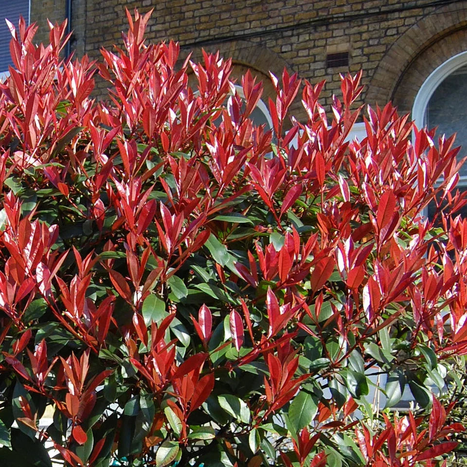 Photinia 'Little Red Robin' Standard Tree 70-80cm — alternate product view 5